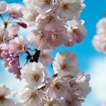 pink cherry blossom flowers against a blue sky