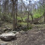 Bare brown trees with a little green against bare earth and a huge rock