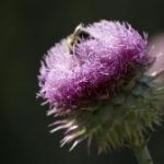 Bee on Thistle photo for Nancy's Novelties products on Pixels.com