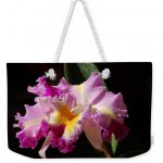 Best Cattleya from Nancy's Novelty Photos on Pixels