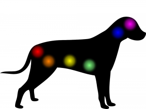 chakras in a dog