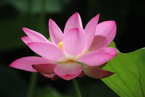 pink lotus flower by Zhu Bing symbol of serenity