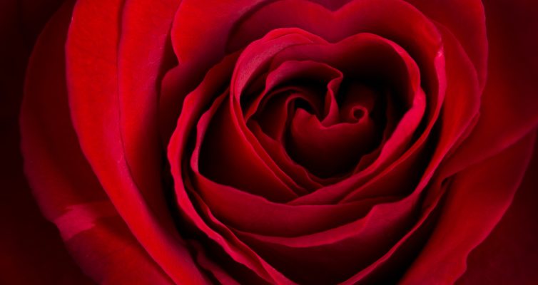 A beautiful red rose, whose petals form a heart-shape - a symbol for Memorial speeches after the death of a loved one