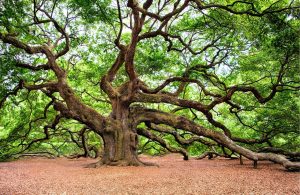 Ode to a famous oak tree - Image by RegalShave from Pixabay