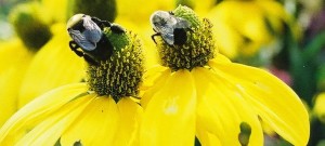 bees on yellow flowers