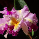 Best Cattleya