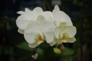 White Orchids